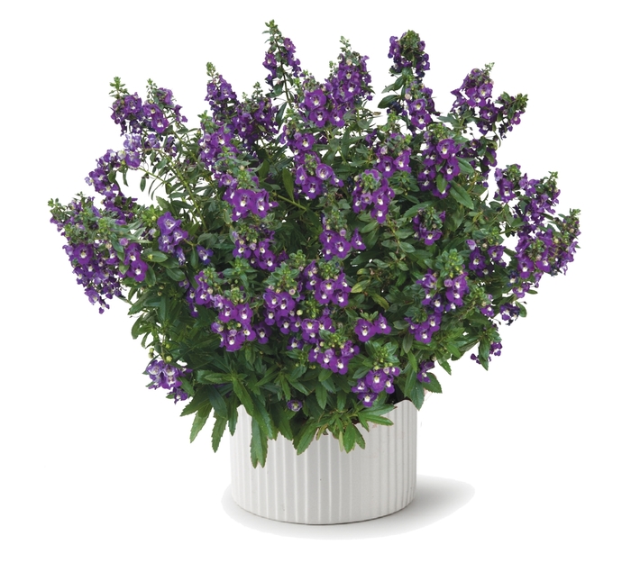 Alonia™ 'Big Indigo' - Angelonia angustifolia (Summer Snapdragon) from Bloomfield Garden Center