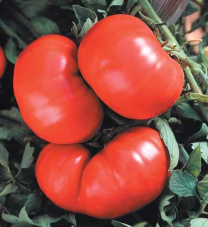 Beefmaster - Tomato - Beef from Bloomfield Garden Center