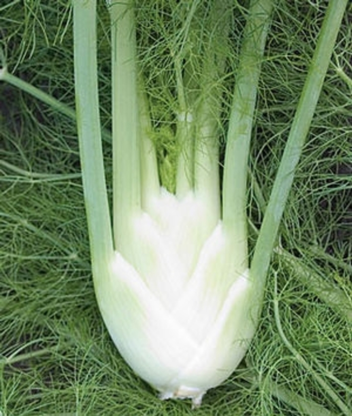Fennel Florence Bloomfield Garden Center