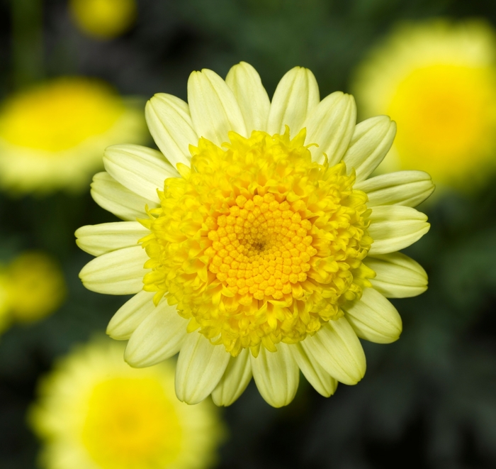 Sassy® Double Yellow - Argyranthemum from Bloomfield Garden Center Sassy® Double Yellow - Argyranthemum from Bloomfield Garden Center