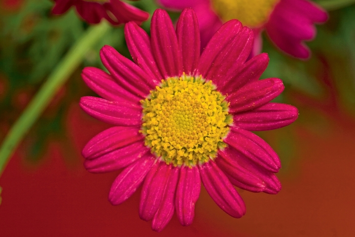 Sassy® Red - Argyranthemum from Bloomfield Garden Center Sassy® Red - Argyranthemum from Bloomfield Garden Center