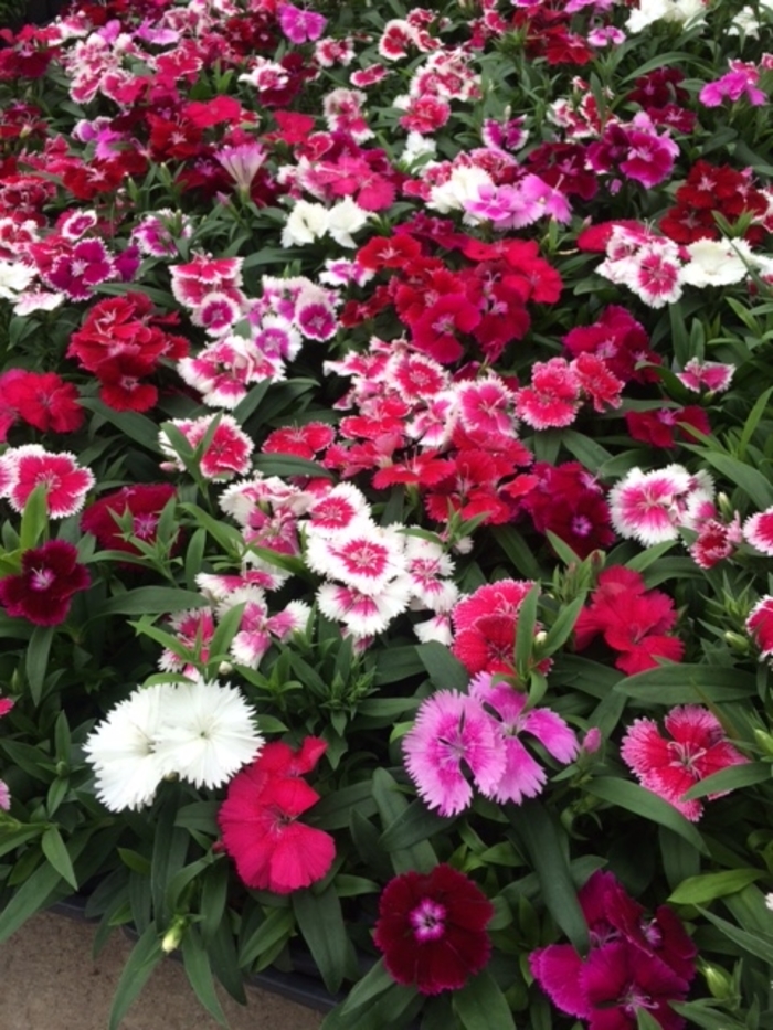 Dianthus | Floral Lace Mix | Bloomfield Garden Center