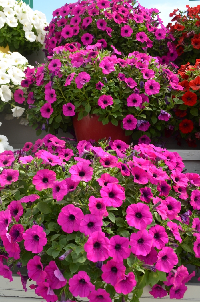 Cascadias™ 'Passion' - Petunia from Bloomfield Garden Center