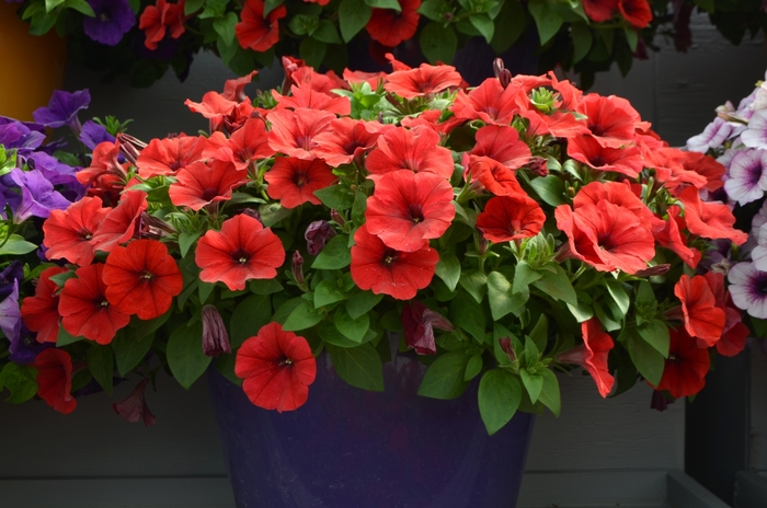 Capella™ 'Red' - Petunia from Bloomfield Garden Center