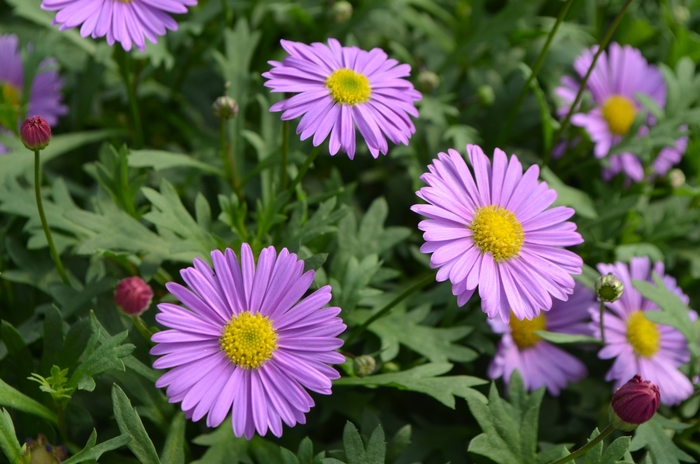 Fresco™ 'Purple' - Brachyscome (Swan River Daisy) from Bloomfield Garden Center