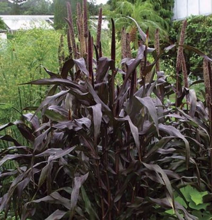 Grass - Millet | Purple Majesty | Bloomfield Garden Center