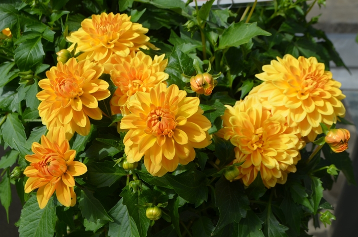 Hypnotica® 'Gold' - Dahlia from Bloomfield Garden Center