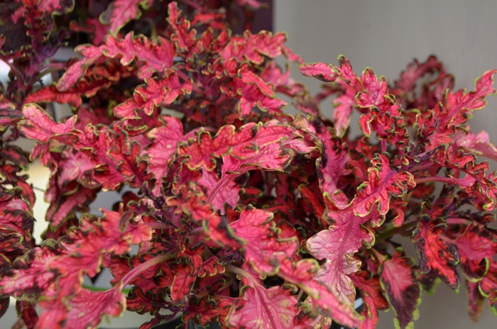 Under The Sea® 'Pink Reef' - coleus from Bloomfield Garden Center