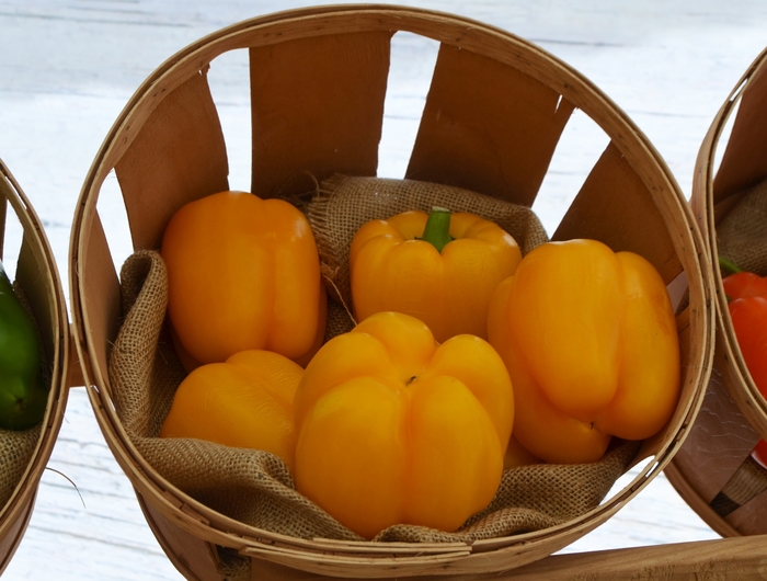 Early Summer - Yellow - Pepper - Bell Sweet from Bloomfield Garden Center