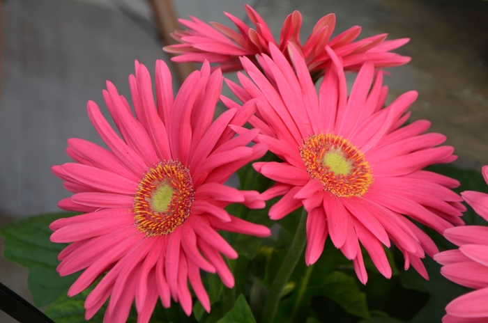 Gerbera jamesonii | Mega Revolution™ Mix Gerbera Daisy | Bloomfield ...