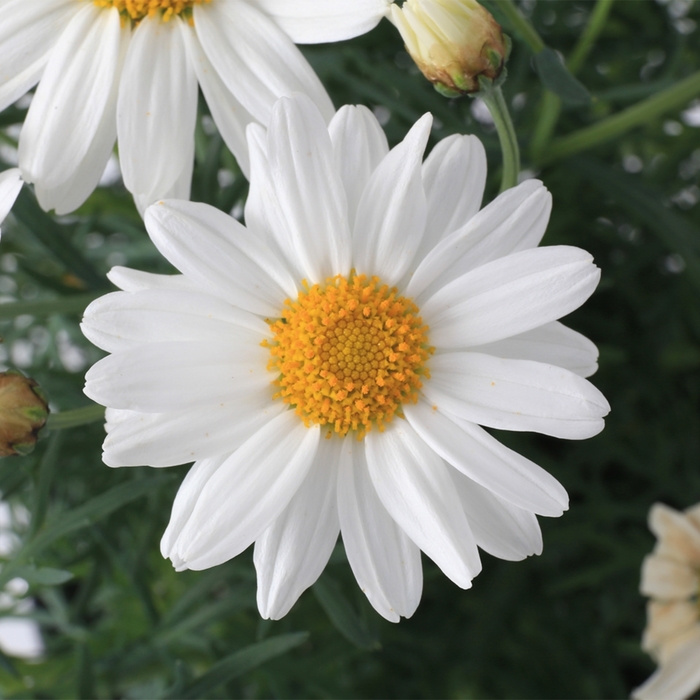 Argyranthemum | Sassy® White | Bloomfield Garden Center