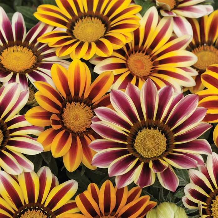 Frosty Kiss™ 'Flame Mix' - Gazania rigens from Bloomfield Garden Center