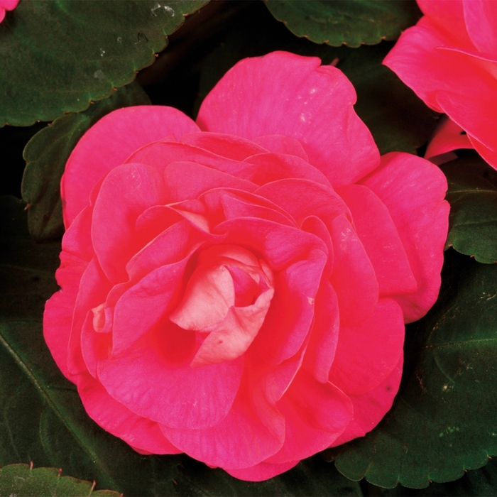 Silhouette® 'Rose' - Impatiens walleriana (Double Impatiens) from Bloomfield Garden Center