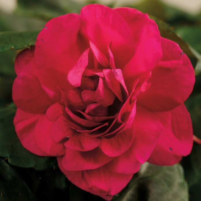 Silhouette® 'Purple' - Impatiens walleriana (Double Impatiens) from Bloomfield Garden Center