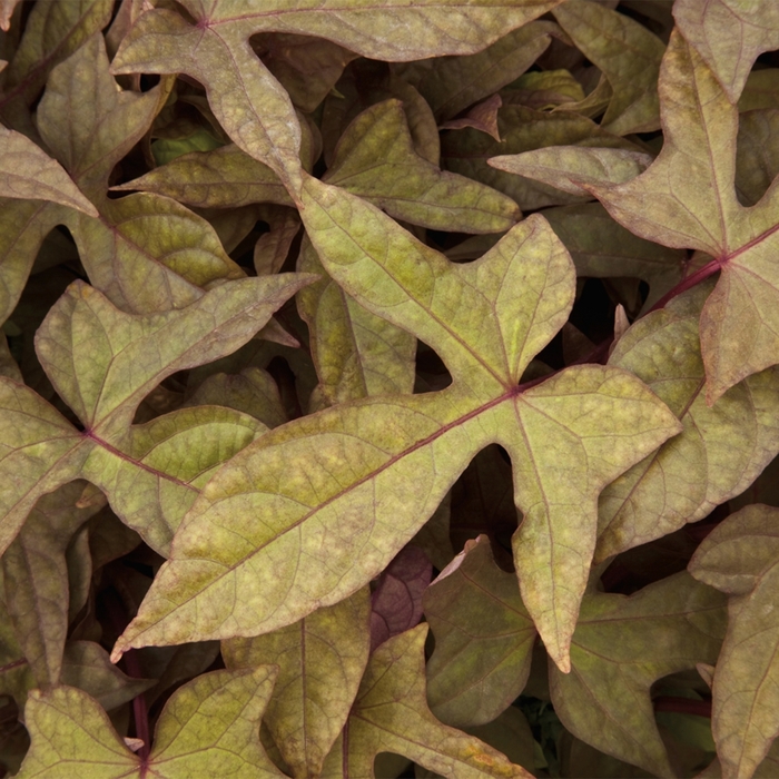 Sidekick™ 'Heart Bronze' - Ipomoea batatas (Sweet Potato Vine) from Bloomfield Garden Center