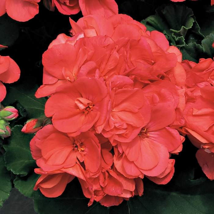 Americana Bright Red - Geranium - Zonal from Bloomfield Garden Center