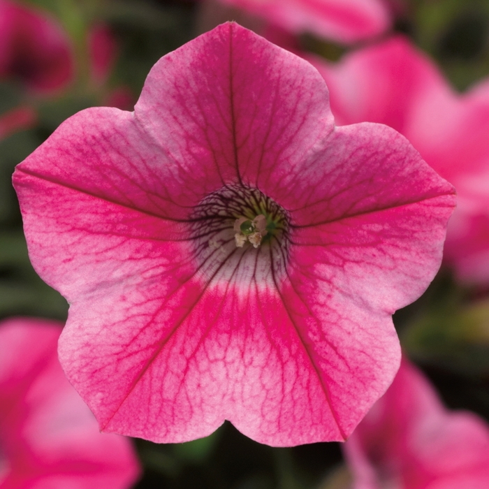 Dekko™ Star Rose - Petunia from Bloomfield Garden Center