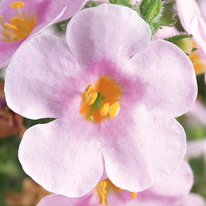 Calypso™ 'Jumbo Pink Eye' - Sutera cordata (Bacopa) from Bloomfield Garden Center