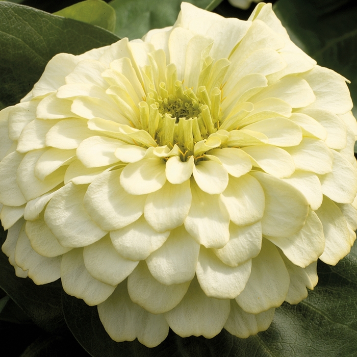 Magellan Ivory - Zinnia from Bloomfield Garden Center Magellan Ivory - Zinnia from Bloomfield Garden Center