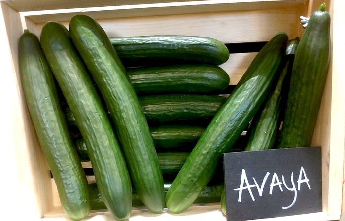 'Avaya' English Cucumber - Cucumis sativus from Bloomfield Garden Center