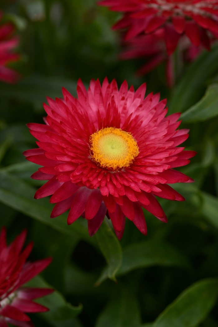 Mohave™ 'Purple Red' - Bracteantha bracteata (Strawflower) from Bloomfield Garden Center