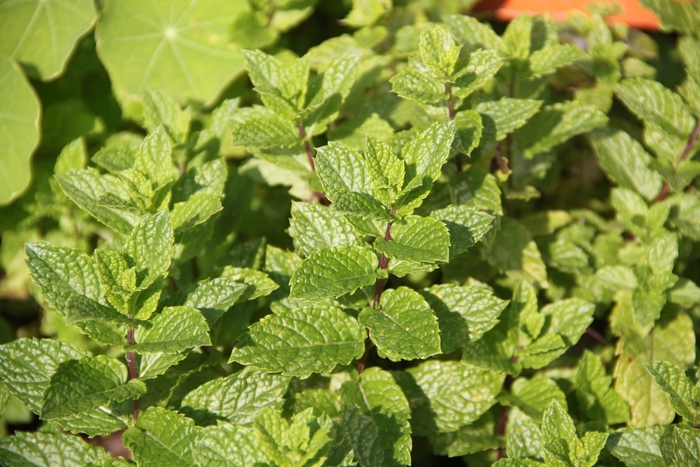 Spearmint, Mint - Mentha spicata from Bloomfield Garden Center