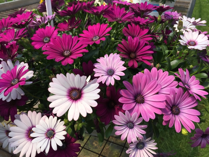 Trixi® 'Daisy Falls' - Osteospermum from Bloomfield Garden Center