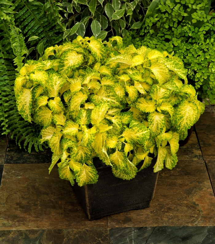 Party Time™ 'Lime' - coleus from Bloomfield Garden Center