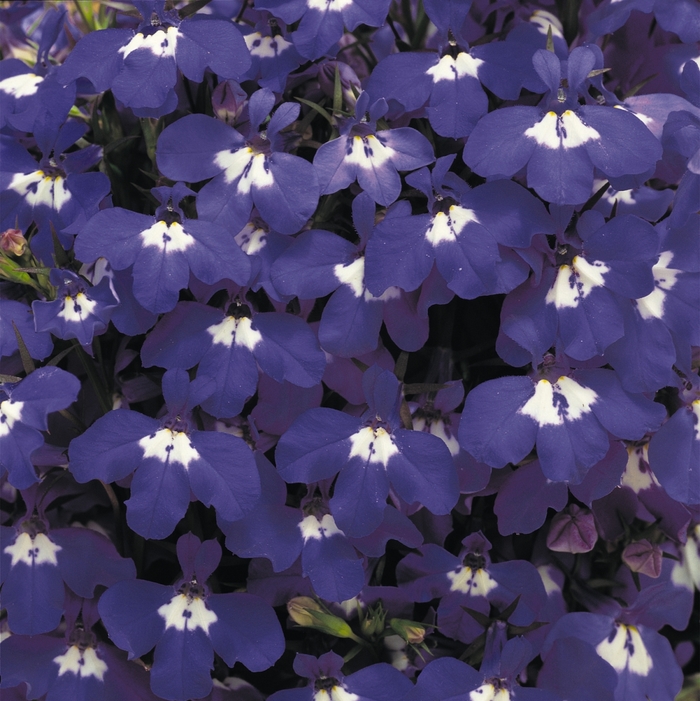 Riviera 'Blue Eyes' - Lobelia erinus from Bloomfield Garden Center