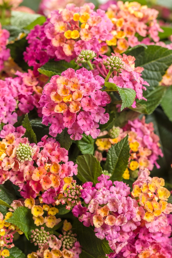 Luscious® 'Royale Cosmo' - Lantana camara from Bloomfield Garden Center