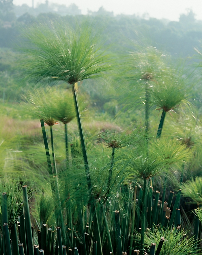 Dwarf Papyrus - Cyperus prolifer from Bloomfield Garden Center