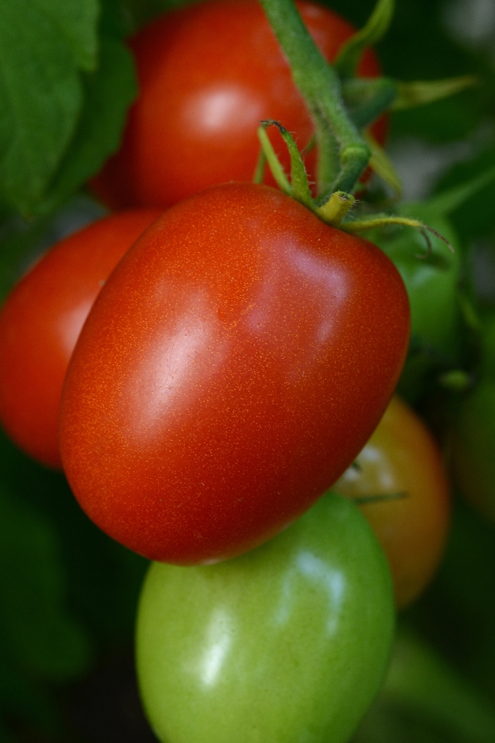 'Little Napoli' Tomato - Lycopersicon esculentum from Bloomfield Garden Center