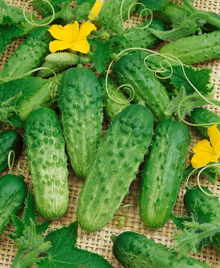 'Pick a Bushel' Cucumber - Cucumis sativus from Bloomfield Garden Center