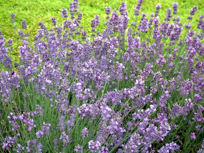 'Munstead' Lavender - Lavandula angustifolia from Bloomfield Garden Center