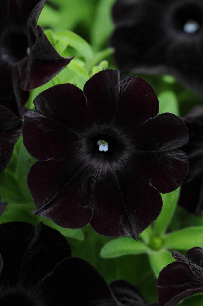 Petunia - Premium | Black Magic | Bloomfield Garden Center