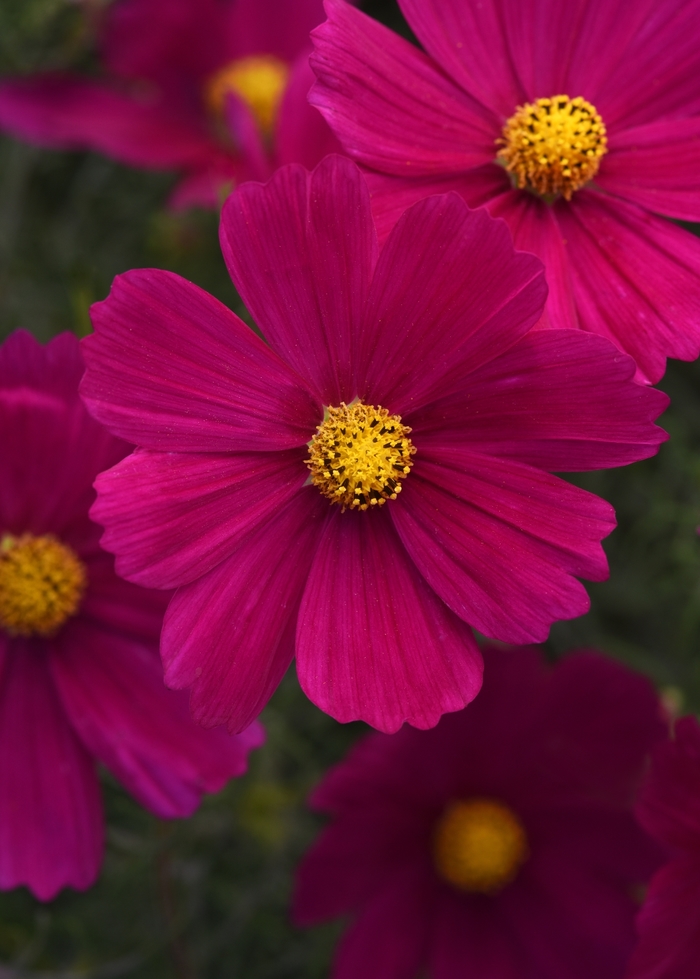 Sonata™ 'Carmine' - Cosmos bipinnatus from Bloomfield Garden Center