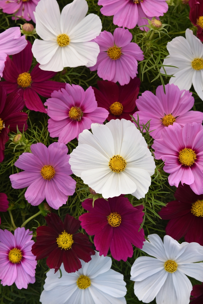 Sonata™ 'Mix' - Cosmos bipinnatus from Bloomfield Garden Center