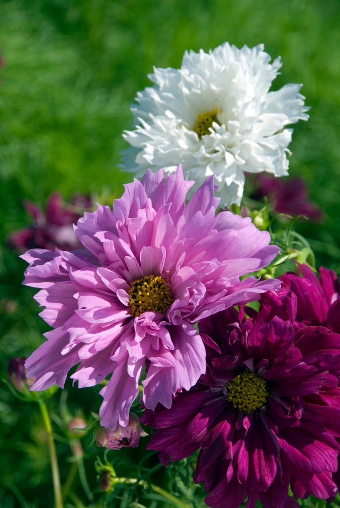 'Double Click Mix' - Cosmos bipinnatus from Bloomfield Garden Center