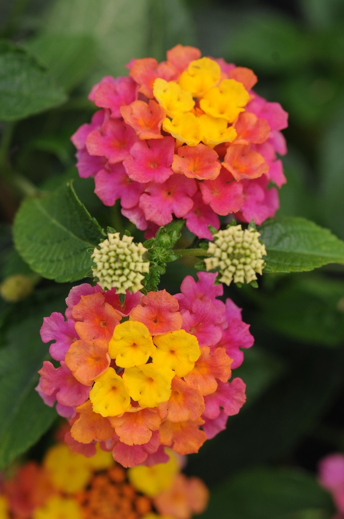 Landmark™ 'Sunrise Rose' - Lantana camara from Bloomfield Garden Center