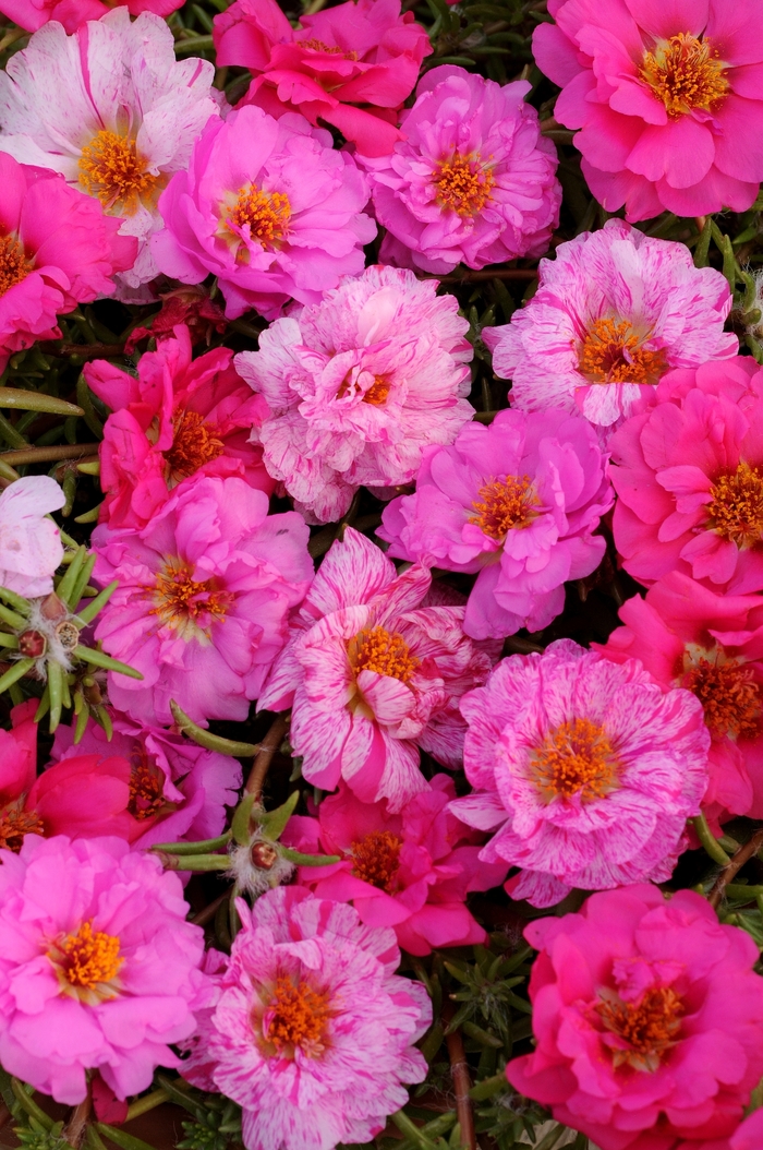 Happy Hour Pink Passion Mixture - Portulaca - Moss Rose from Bloomfield Garden Center