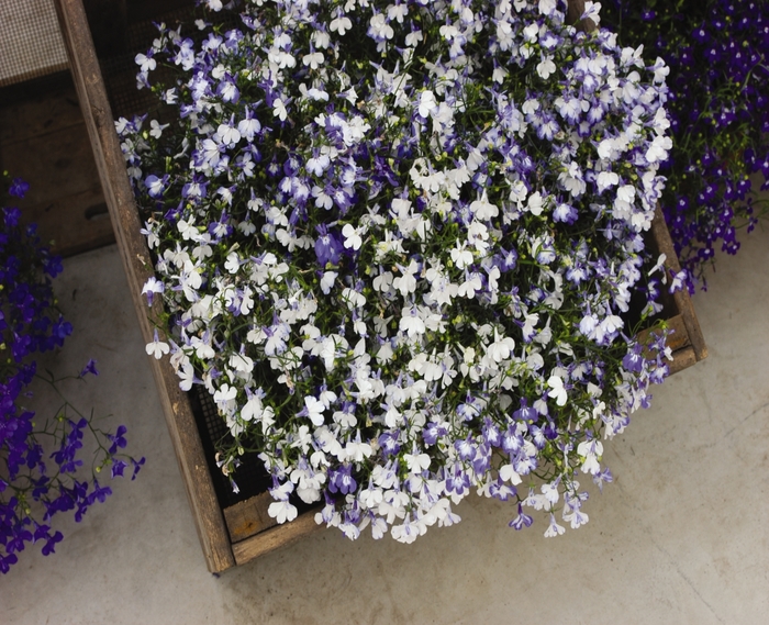 'Regatta Sky Blue' - Lobelia erinus from Bloomfield Garden Center