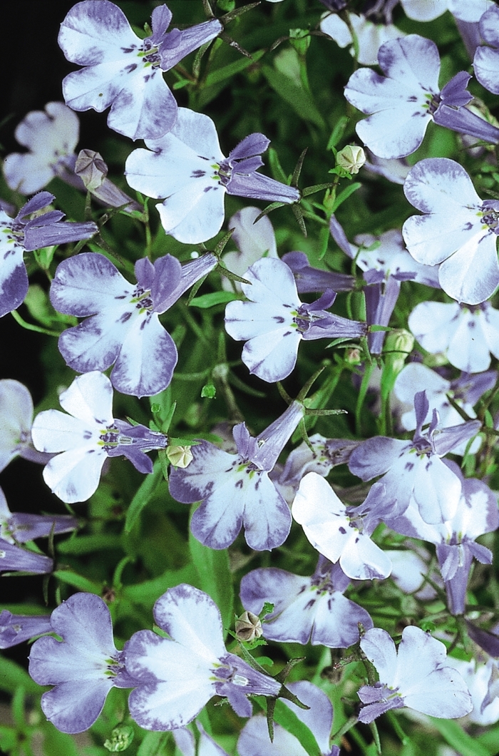 Riviera 'Blue Splash' - Lobelia erinus from Bloomfield Garden Center