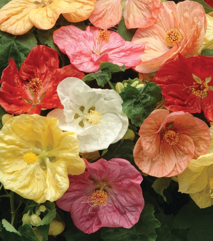 Bella 'Select Mix' - Abutilon (Flowering Maple) from Bloomfield Garden Center