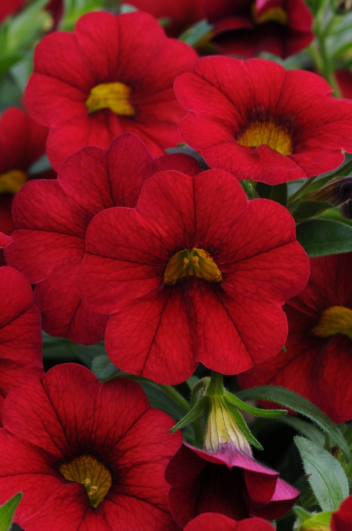 MiniFamous® 'Vampire' - Calibrachoa (Trailing Petunia) from Bloomfield Garden Center