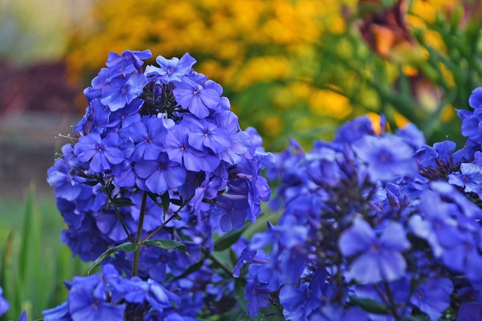 'Blue Paradise' Garden Phlox - Phlox paniculata from Bloomfield Garden Center