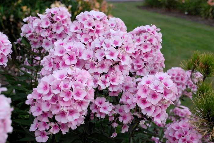 'Bright Eyes' Garden Phlox - Phlox paniculata from Bloomfield Garden Center