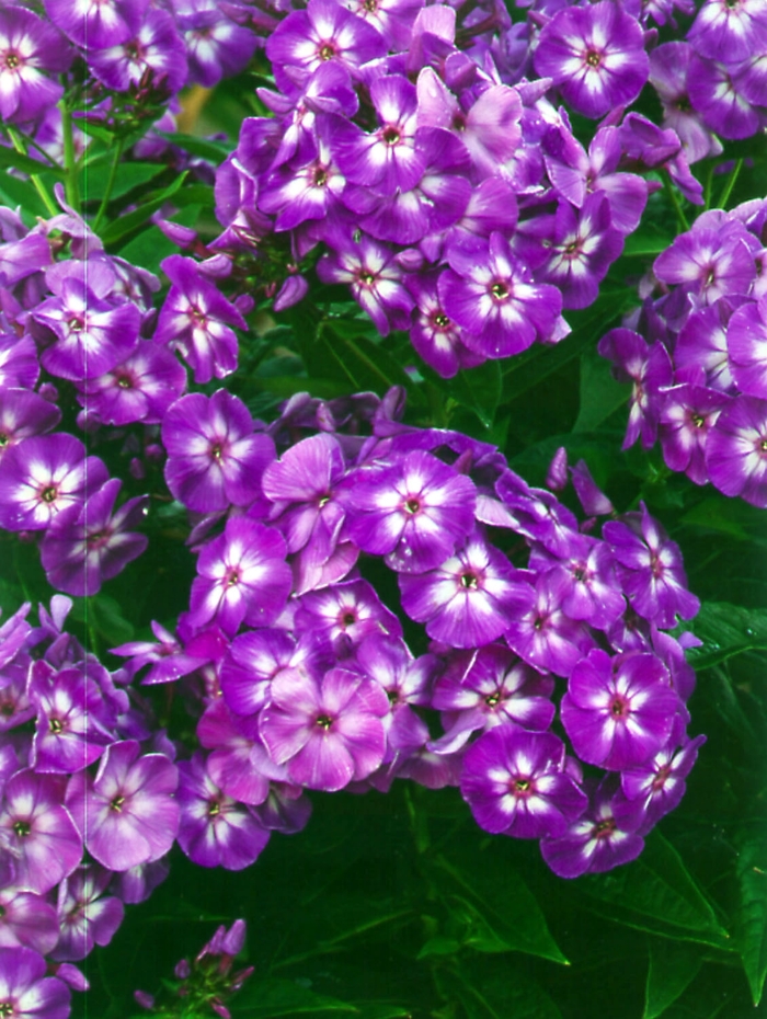 'Laura' Garden Phlox - Phlox paniculata from Bloomfield Garden Center