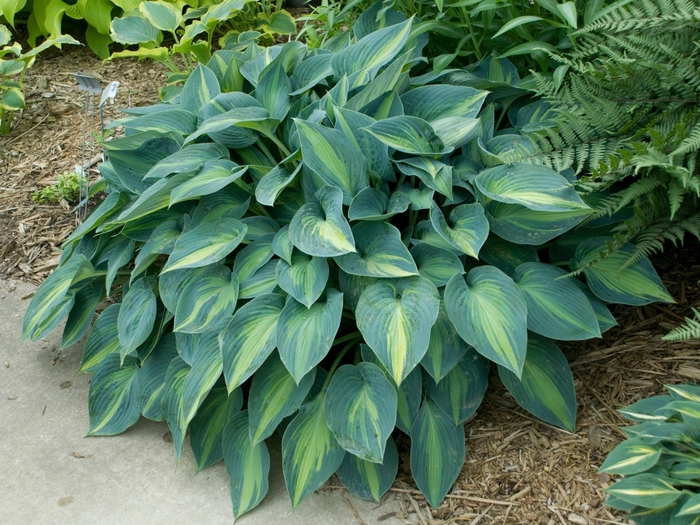 'June' Hosta, Plantain Lily - Hosta from Bloomfield Garden Center