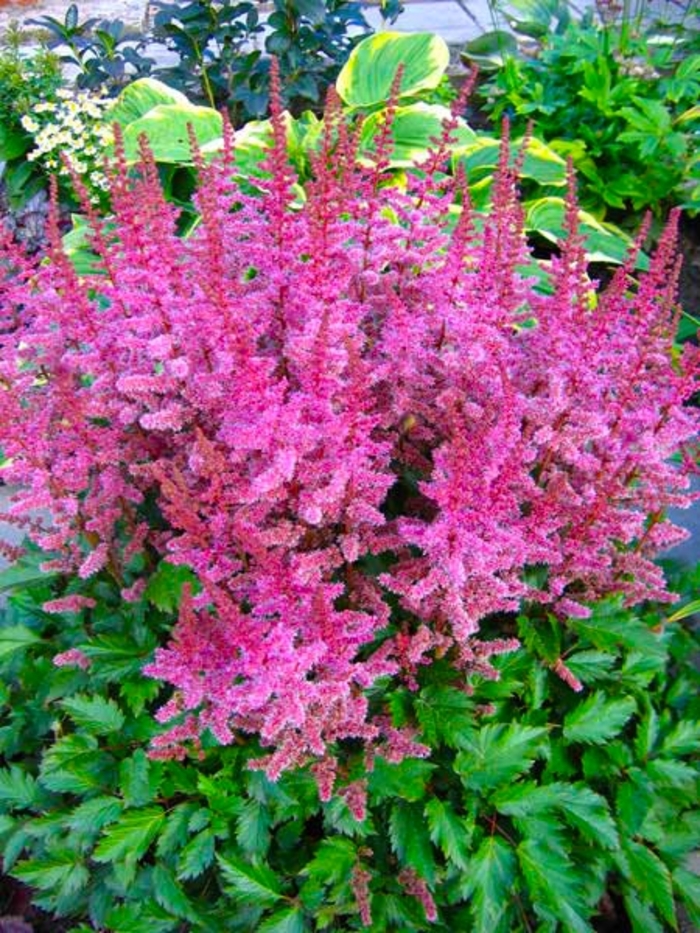 'Finale' False Spirea - Astilbe chinensis from Bloomfield Garden Center