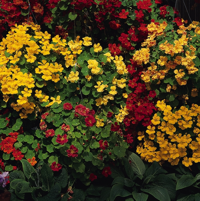 'Whirlybird Mix' Nasturtium - Tropaeolum majus from Bloomfield Garden Center